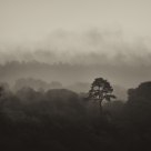 Mist